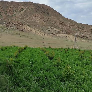 Продажа коттеджей и домов: ✨ Продаётся большой кашар ✨ 📍 Район Боконбай (село) 🏡 Дом: 🛏 4 комнаты — 4