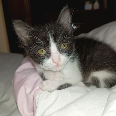 новорожденный котенок: Беспородная, 1 месяц, Мальчик, Биколор, Приучена к лотку