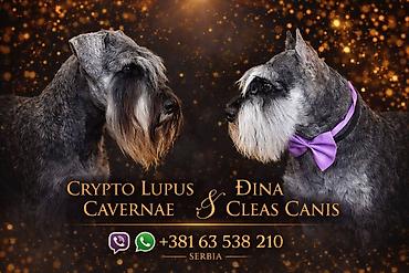 Psi: Patuljasti Snaucer Biber so boja 5 zenki 1 muzjak Stenad su iz — 7