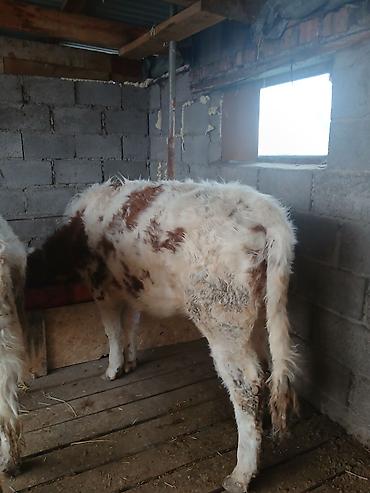 Коровы, быки: Продаю | Тёлка | Полукровка | На откорм | Привязанные — 9