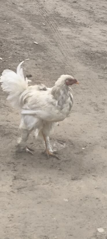 кошку ош: Продаю бройлер петух на этом году весной 800с срочно