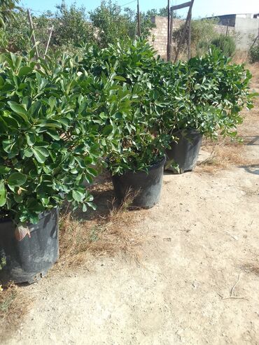 Çöl bitkiləri: Həmişə yaşıl — 21