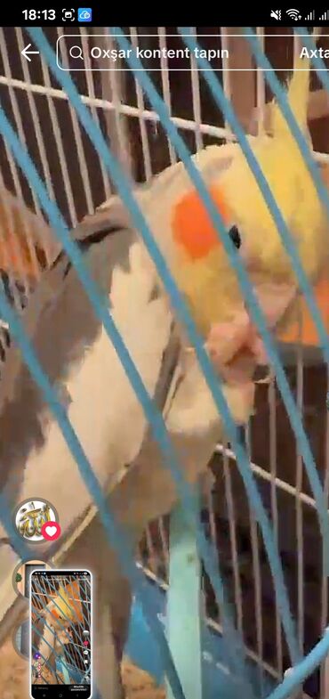 Tutuquşları: Məhsul: KORELLA tutuquşusu (Cockatiel) Təsvir: - Ağ-boz bədən rəngi — 7