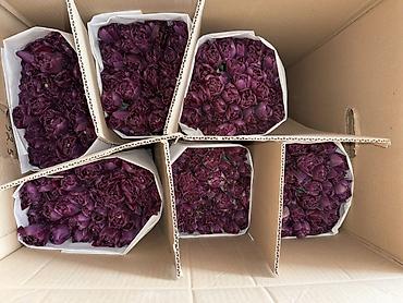 Букеты из живых цветов: Премиальные импортные тюльпаны Привозные тюльпаны лучшего качества — 10