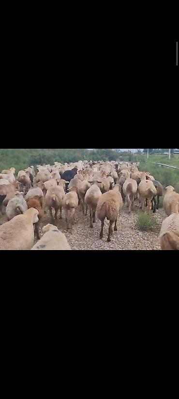 Mal-qara: Dişi, il: 1, 60 kq, Damazlıq, Ünvandan götürmə — 1