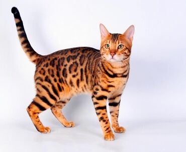 животные кошки: Продаю Бенгальский кот
