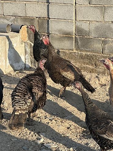 Птицы: 9 самок и 5 петухов 
Молодые крупные — 4