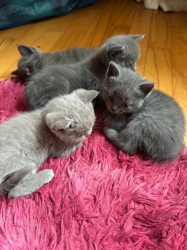 Pişiklər: Dişi, Erkək, Yaxşı əllərə, Ödənişli çatdırılma, Ünvandan götürmə, Rayonlara çatdırılma — 3