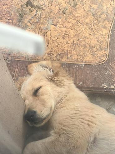 labrador retriever: Retriever, 5 ay, Erkək — 2