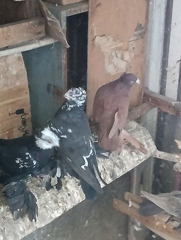 А/ч жаныбарлары үчүн тоюттар: Голуби двух чубые чубатые носочубые разномастные. есть лысарьё. все с — 6