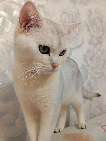 pisik cantası: Cinsi:Britsh shorthair. Cantası tek 170m da alınıb. Ev heyvanları — 1