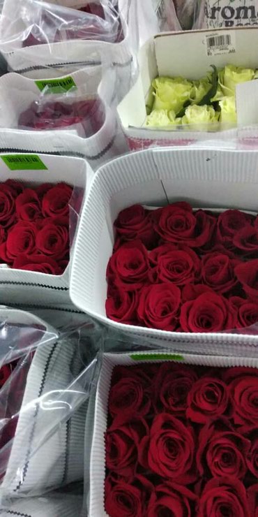 где купить штамбовые розы: Голландские розы 80 см 200сом
