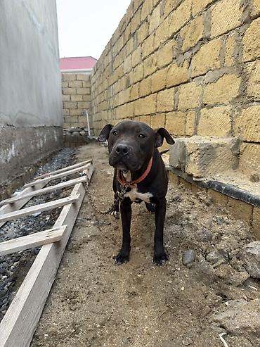 İtlər: Pitbul, 1 il, Dişi, Peyvəndli — 2