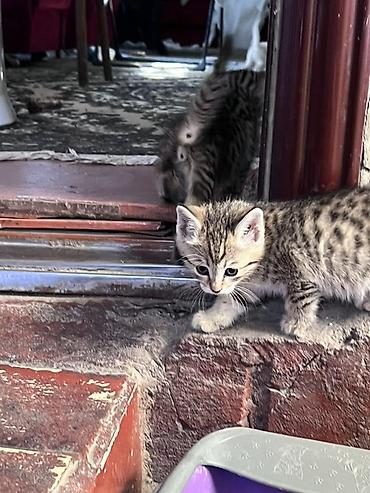 Беспородная, 2 месяца, Мальчик, Приучена к лотку, Проглистована