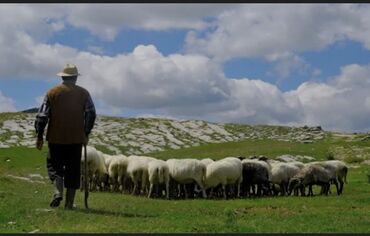 qəlyan işi: 🐑 si̇yəzən rayonunda çoban i̇şi̇ ve fermada təkli̇f olunur siyəzən