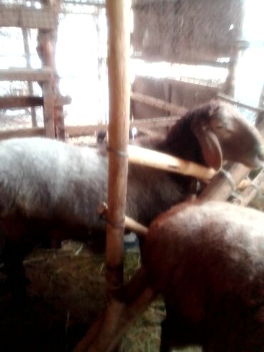 Козы, козлы: Продаю | Козлёнок | Для разведения — 8