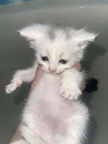 котенок белый купить: Отдам в хорошие руки,Очаровательных котят.Уже едят все подряд. есть