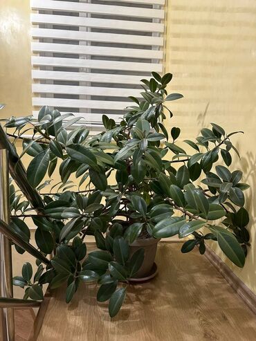 фикус для офиса: Продаю комнатное растение фикус. Растение украсит ваш дом а также ваш