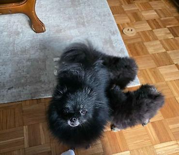 Psi: Na prodaju preslatki pomeranci U naš dom su sasvim spontano stigle — 5