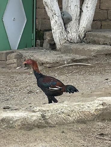 heyratı barter: Cutu 70 azn tektek 40 m — 3