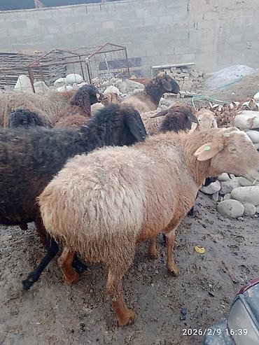 Баран, овца: Продаю | Баран (самец) | Для разведения | Матка — 15
