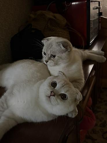 chinchilla satın al: Şotland — 1