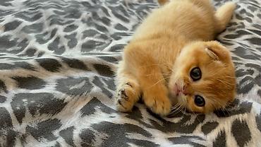 Кошки: Шотландская вислоухая — 3