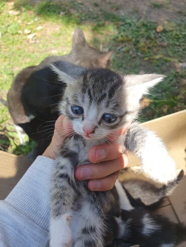 шенки бесплатно: Отдам котят в хорошие руки🐈 котятам около 2-3 месяцев, всего их 10!