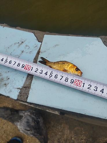 beluga balığı: Koi, Sülhsevər, Ödənişli çatdırılma — 1