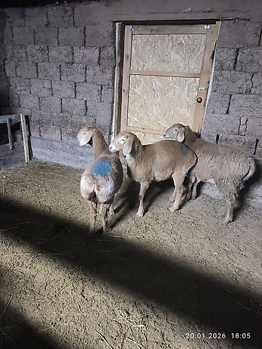 Баран, овца: Продаю | Овца (самка), Ягненок | Арашан | Для разведения | Ярка — 9