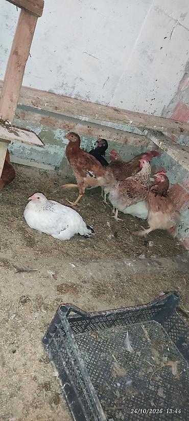 Toyuq, Yumurtalıq lalafo.az -da Toyuq, Yumurtalıq