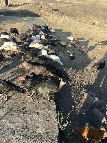 Индюки: Продаю | Индюшата | Для разведения — 4