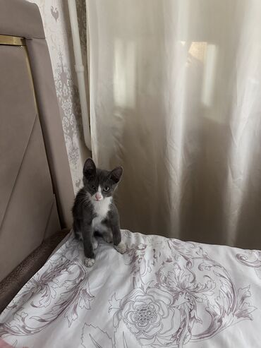 лошадь лошадь: 3 месяца, Девочка