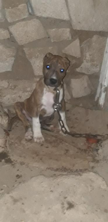 doyuş itləri: Pitbul, 2 ay, Dişi, Peyvəndli — 1
