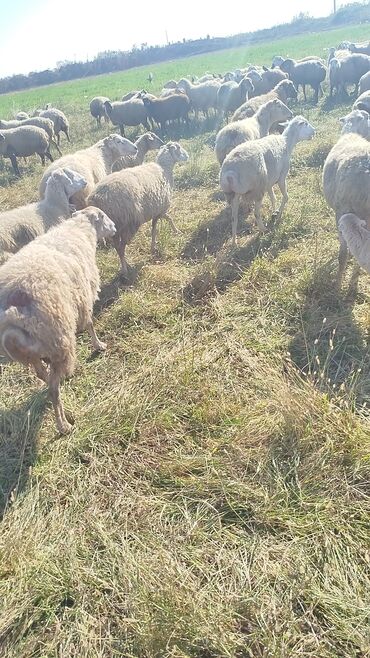 Qoyunlar, qoçlar: Dişi, il: 1, 50 kq, Damazlıq, Ünvandan götürmə — 8