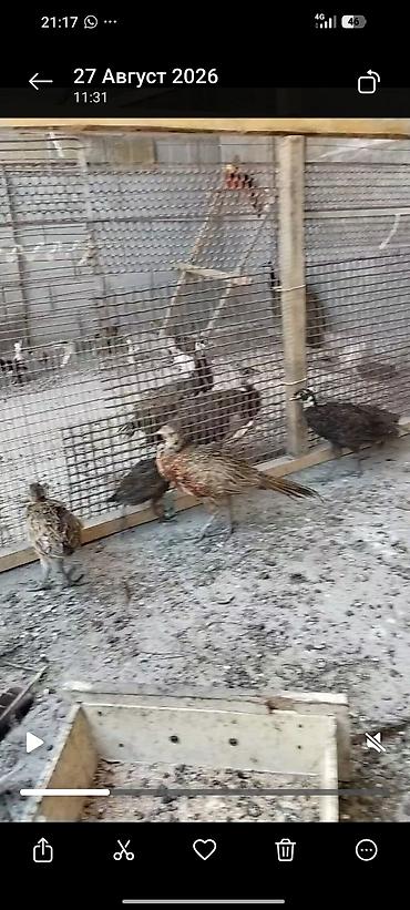фазан: Фазаны румынские и охотничий декоративных пород - Вольерное — 2