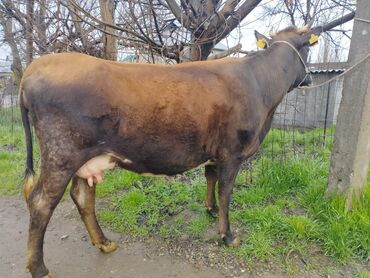 вес коровы: Продаю | Корова (самка) | Алатауская | Для молока | Искусственник