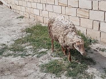 Qoyunlar, qoçlar: 2 dənə qoyun biri 160 manat — 4