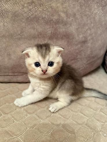 Кошки: Шотландская, Самец, Самка, В добрые руки, Бесплатная доставка, Доставка в районы, Самовывоз — 2