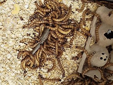 кормы для рыбы: Живой корм: личинки зоофобусов (Tenebrio molitor) - Размер: средние и — 2