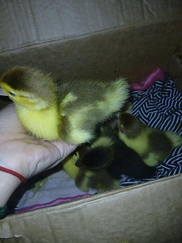 cüce adları: Muscovy ördək balaları (indoutka) – yeni çıxmış cücələr Məhsul — 8