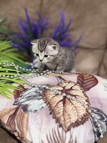 Продажа кошек: Шотландские котята (скоттиш-фолд/скоттиш-страйт), окрасы серебристый — 12