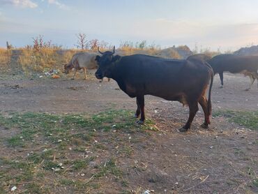 рюкзак для животных: Продаю высока удойных кароф