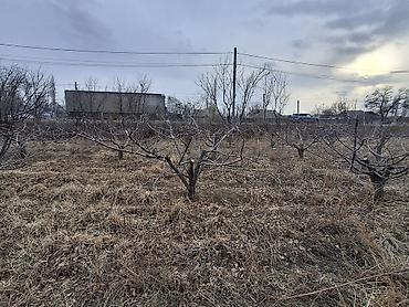 Дрова: Алма-Бак бутайбыз
Обрезка плодовых деревьев — 4