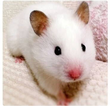 сирийский хомячок: Продаю сирийских хомячков,а так же клетки,корм,опилки,минеральный