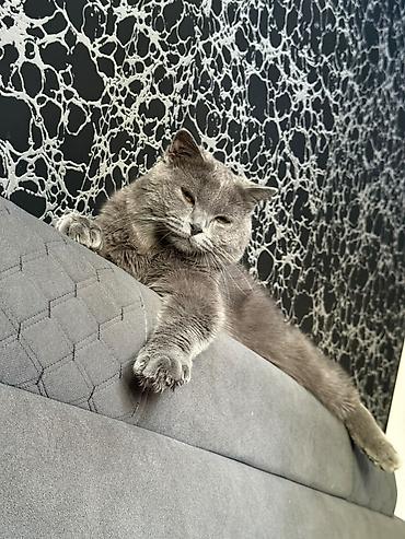 Продажа кошек: Шотландский кот, окрас «blue» (серый). Крупный, мощного телосложения — 2