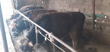 Коровы, быки: Продаю | Бык (самец) | Ангус, Швицкая | На откорм — 2