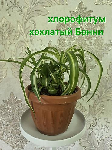 Аглаонемы: Комнатные растения в горшках: 1) Аглаонема (пестролистная) — — 7
