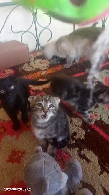 куплю коня: Шотландские вислоухие котята - Окрас: один котёнок чёрный, второй — — 7