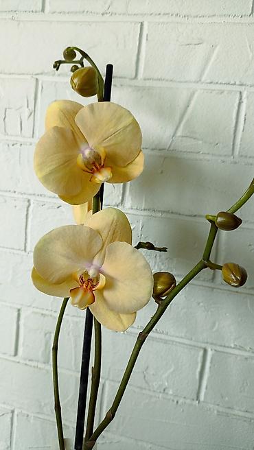 Орхидеи: Большой выбор сортовых орхидей, высота растений 70 см. цены от 1450 до — 5